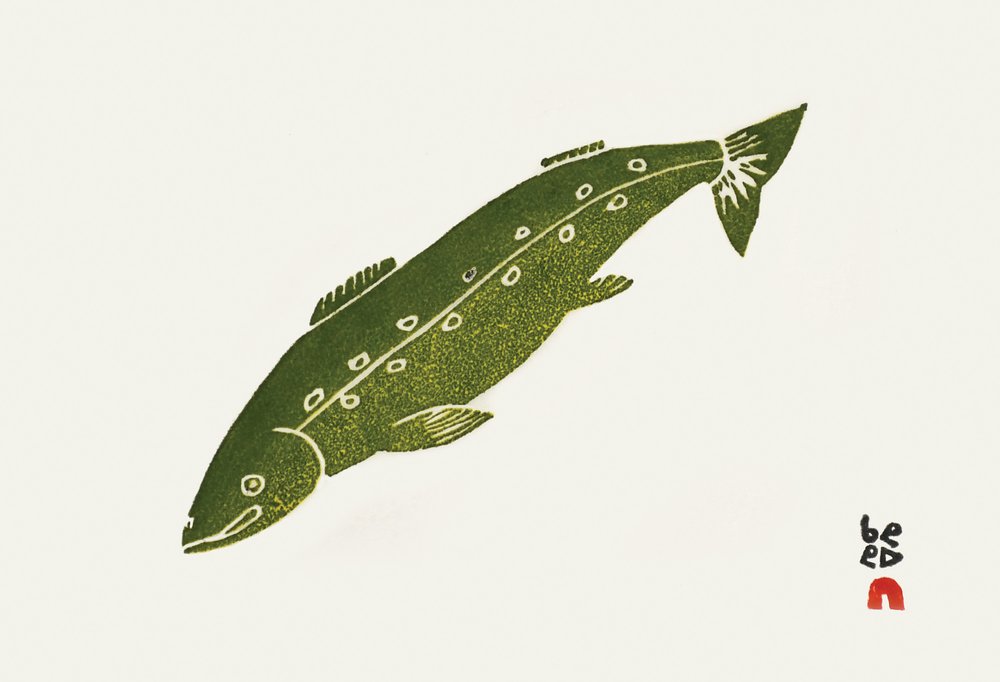 Ivitaaruq (Arctic Char) - 24-17 Ivitaaruq (Arctic Char) by Alasuaq Sharky